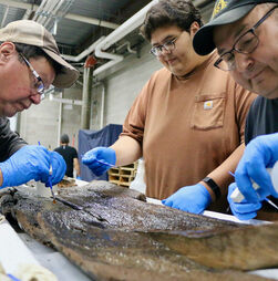 Canoas com 5200 anos rescrevem a história das Américas