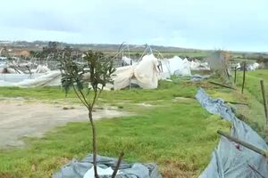 Vídeo mostra estufa de frutos vermelhos completamente destruída em Leiria  