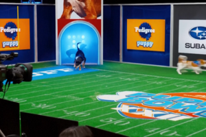 Puppy Bowl XXII promove adoção e inclusão de cães com necessidades especiais