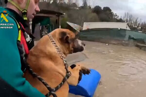 Tempestade e inundações no sul de Espanha obrigam ao resgate de animais presos 