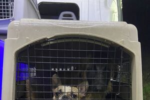 Arruda dos Vinhos: Bombeiros e IRA resgatam 29 animais após deslizamentos de terras