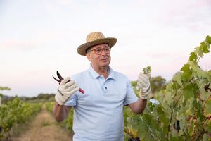 António José Seguro na vindima de 2025 do Serra P.