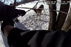 Polícia liberta veado preso numa rede no Minnesota 