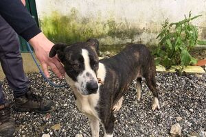 Perdeu o seu melhor amigo durante as tempestades em Leiria? Este projeto quer ajudar