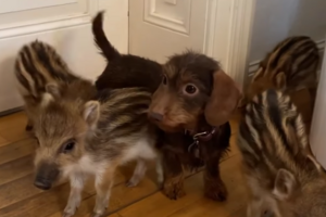 De órfãos na floresta a estrelas do Instagram. Conheça a cadela Nala e os seus cinco javalis