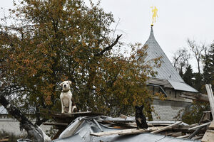 Os cães que perdem o contacto com os seus humanos tornam-se ferais