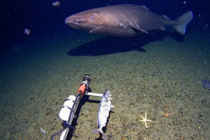 Câmara capta tubarão a nadar nas águas geladas da Antártida 