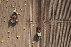 Agricultores usam IA para aumentar colheitas na Índia