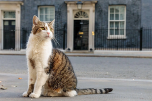 Parabéns, Larry! O verdadeiro líder de Downing Street celebra 15 anos como "Chief Mouser"