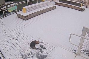 Nevão vira parque de diversões para lontra em Baltimore 