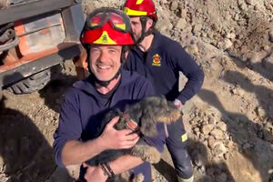 Cadela que persegue coelho acaba presa em toca. Bombeiros de Madrid demoram seis hora a resgatar o animal