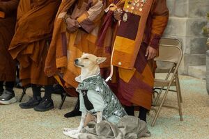 Este é o Aloka, o "cão da paz" que conquistou o mundo ao lado de monges budistas