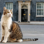 Parabéns, Larry! O verdadeiro líder de Downing Street celebra 15 anos como 'Chief Mouser'