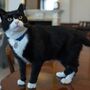 Morreu Palmerston, o famoso gato da diplomacia britânica