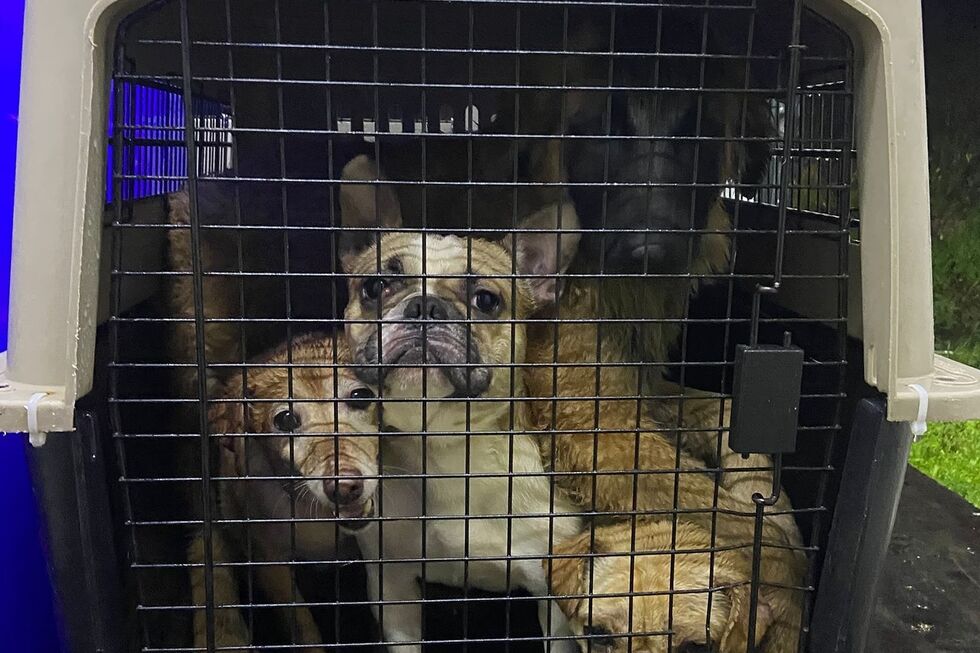 Arruda dos Vinhos: Bombeiros e IRA resgatam 29 animais após deslizamentos de terras