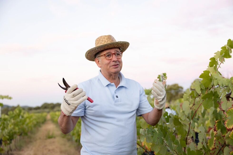 António José Seguro na vindima de 2025 do Serra P.
