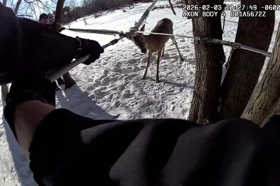 Polícia liberta veado preso numa rede no Minnesota 