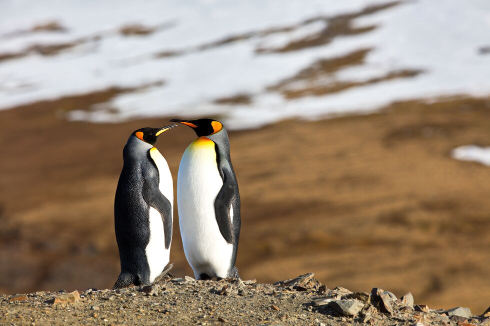 Quem disse que o romance é só para humanos? Estes cinco animais acasalam para a vida