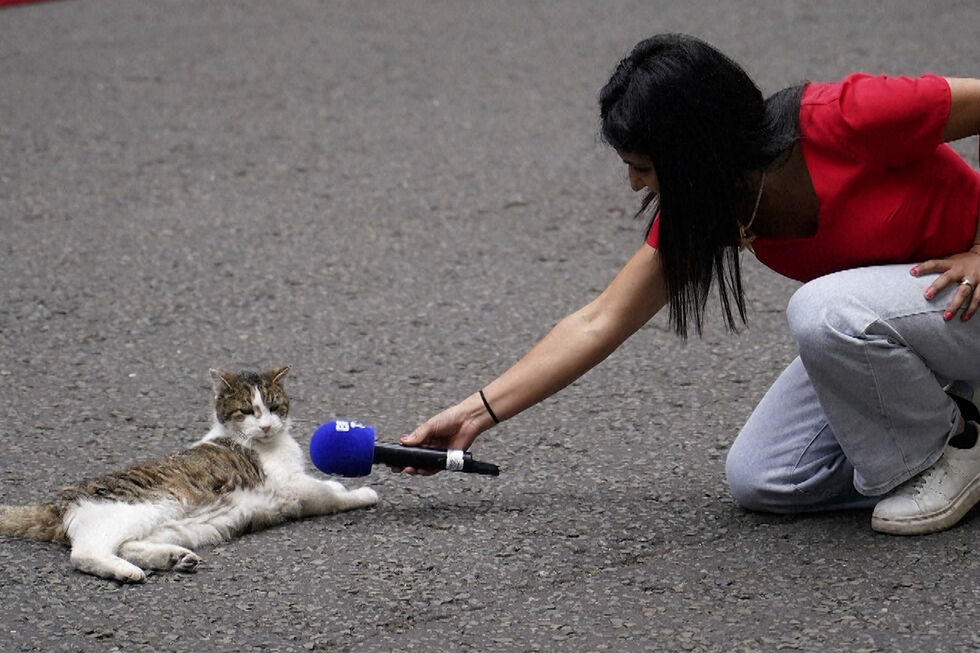 Larry, o famoso gato de Downing Street, celebra 15 anos como “chief mouser"