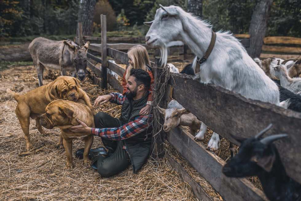 Quer ajudar os animais afetados pelas tempestades? Há algumas ações que podem fazer toda a diferença