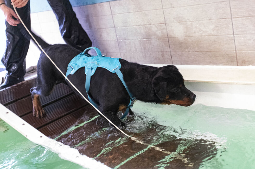 Patinhas em movimento. Conheça os benefícios da fisioterapia para cães e gatos