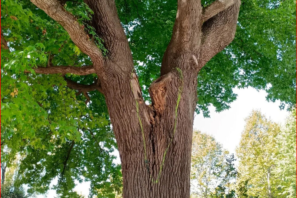 Questões de segurança obrigaram ao abate de árvore de grande porte na Rotunda da Boavista no Porto (2024))