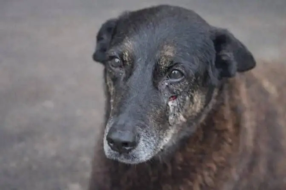 Caso Orelha: o que se sabe sobre a morte do cão que chocou o Brasil