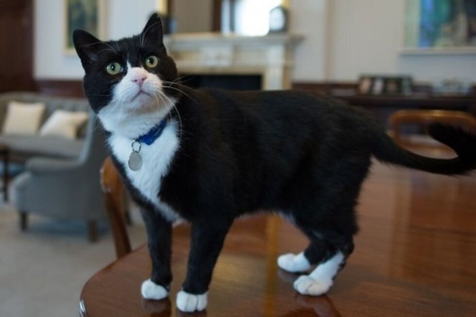 Morreu Palmerston, o famoso gato da diplomacia britânica