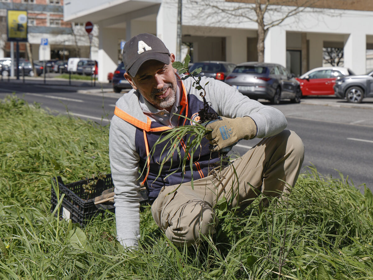 Cuidar de jardins em modo guerrilha
