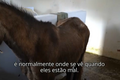 Repórter SÁBADO: Cavalos vítimas de maus tratos na herdade do Pessegueiro 