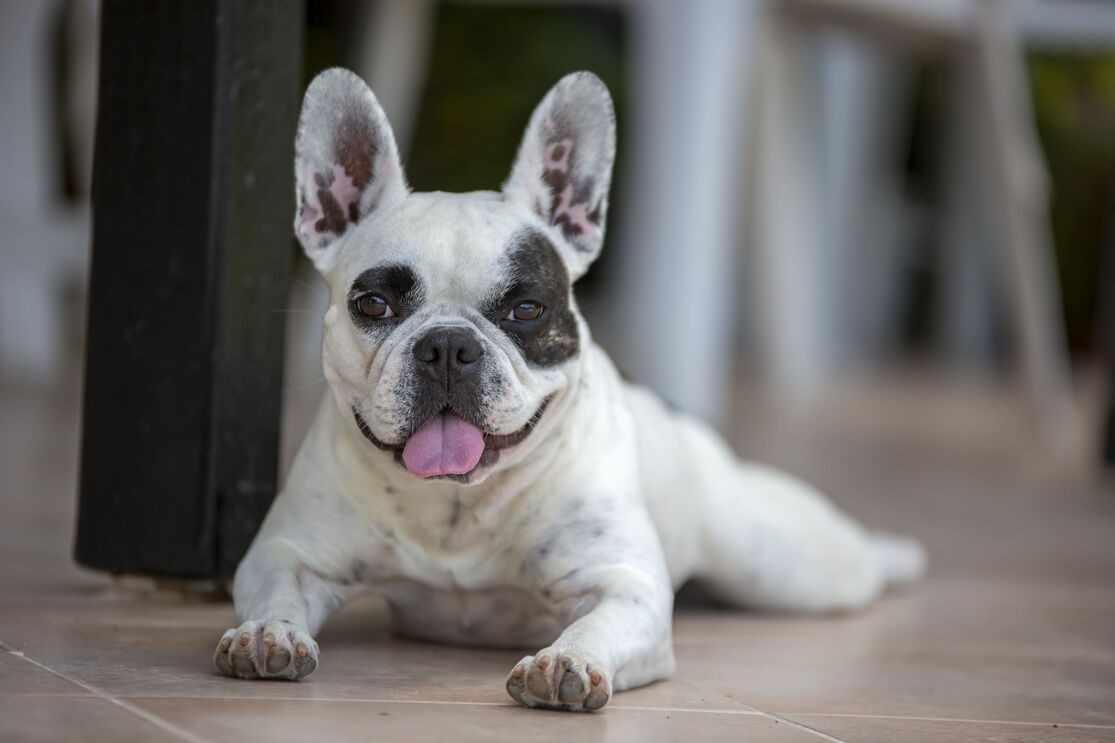 Raças populares de 2025: buldogue francês, poodle e golden retriever