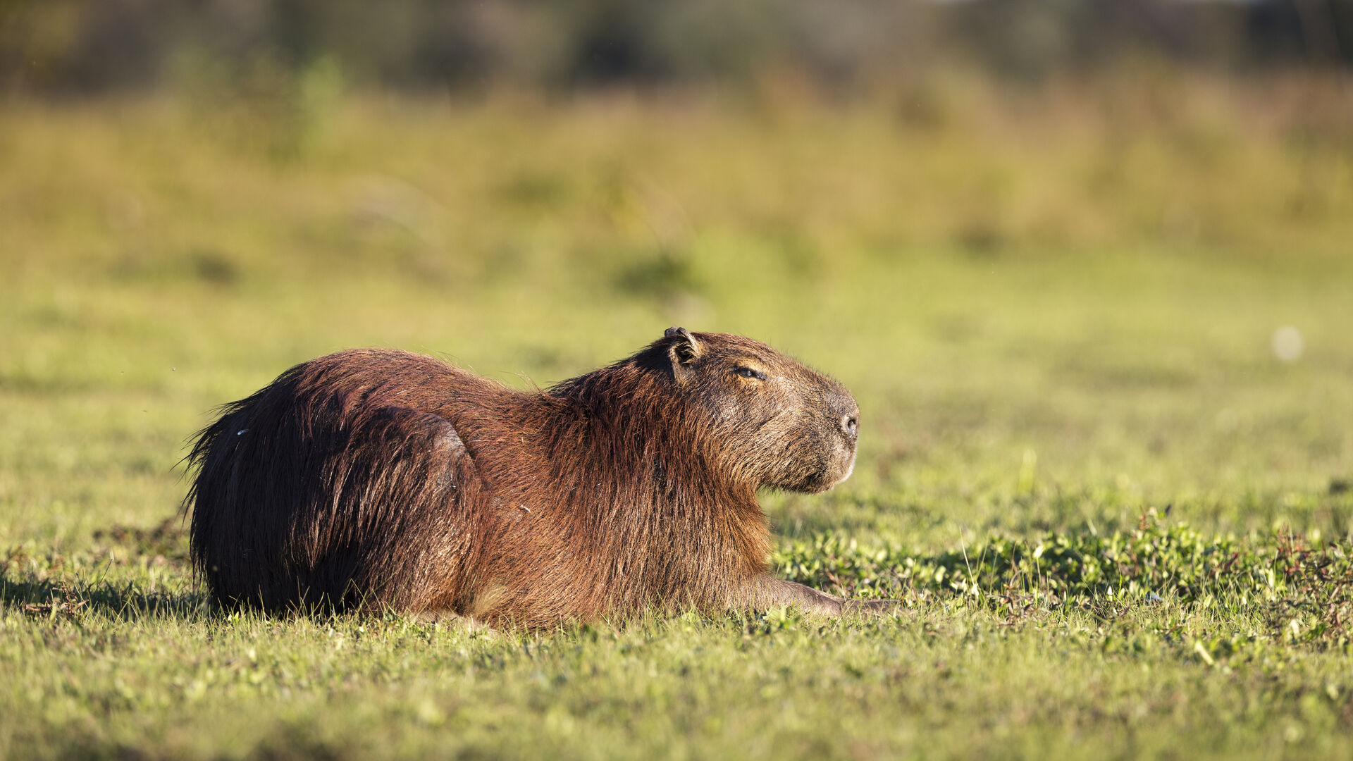 Capivara escapa de jardim zoológico em Inglaterra: buscas prolongam-se ...