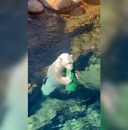 Urso-polar celebra Dia Internacional com mergulhos e muita brincadeira  