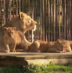 Alerta fofura: nasceram três leões num zoológico alemão