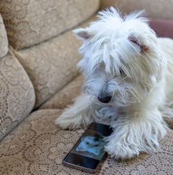 Um smartphone para animais? Novo dispositivo permite que cães e gatos 'telefonem' aos donos quando precisam de atenção