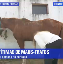 Repórter SÁBADO na íntegra: Cavalos vítimas de maus tratos na herdade do Pessegueiro 