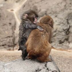 Depois da rejeição, veio o amor. O macaco Punch arranjou uma 'namorada'