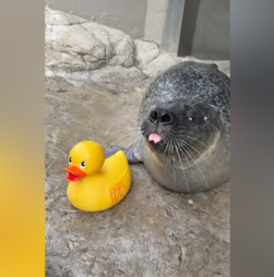 Foca conquista internet com interações adoráveis com um pato de borracha nos EUA 