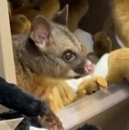Gambá encontrado no meio de peluches em loja de aeroporto na Austrália