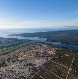 Assim se dá cabo de um pinhal centenário na Herdade do Cabeço da Flauta