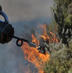 Governo vai pagar entre 300 e 360 euros por hectare queimado por fogo controlado