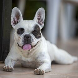 Bulldog Francês, Poodle ou Golden Retriever? Descubra qual foi a raça mais popular em 2025