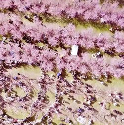 Já viu um “mar cor-de-rosa” sobre campos agrícolas? Na Grécia existe um cenário assim