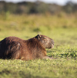 Capivara escapa de jardim zoológico em Inglaterra: buscas prolongam-se há mais de uma semana