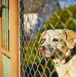 Alerta de burla! Criminosos usam nome do CRO de Benavente para extorquir donos de animais