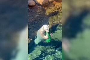 Urso-polar celebra Dia Internacional com mergulhos e muita brincadeira  