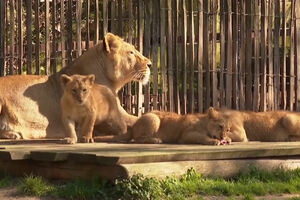 Alerta fofura: nasceram três leões num zoológico alemão