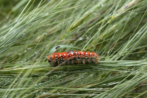 Alerta Lagarta do Pinheiro. Conheça a "bomba biológica" que ameaça cães e gatos