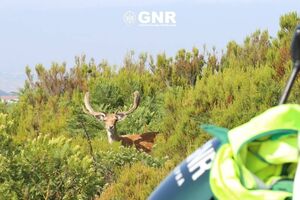 GNR resgatou mais de 1.300 animais selvagens em 2025. Aves foram as principais vítimas