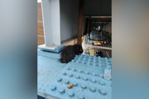 Cão resgatado de plataforma elevada de comboio em Filadélfia nos EUA 